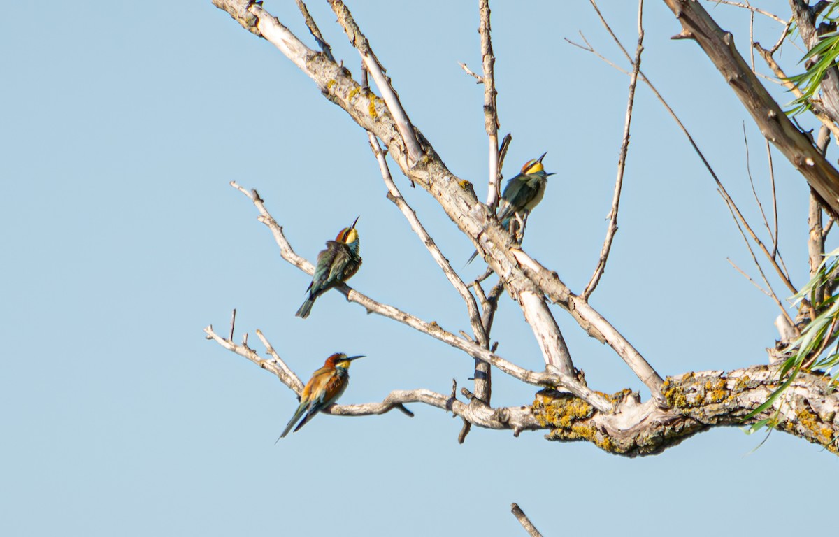 European Bee-eater - ML624068412