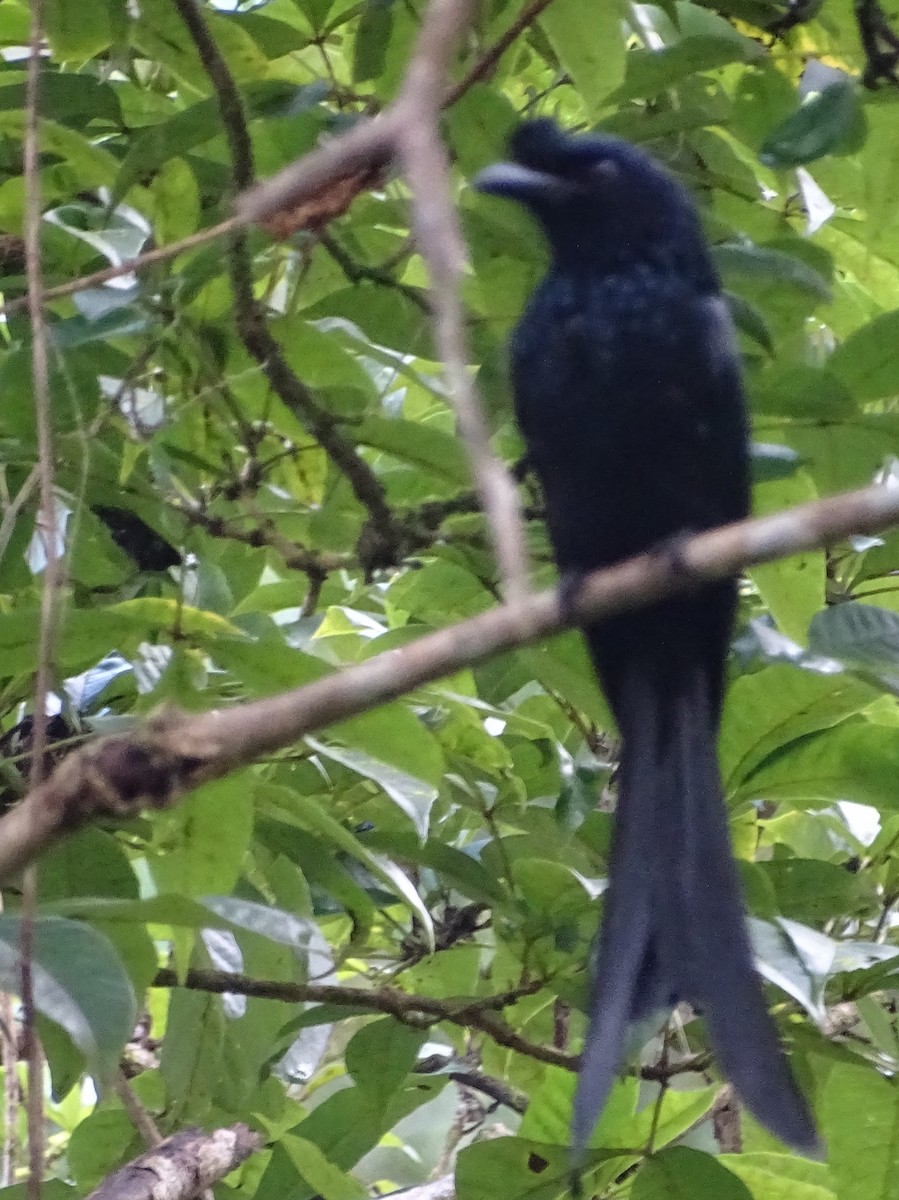 Sri Lanka Drongo - ML624068414