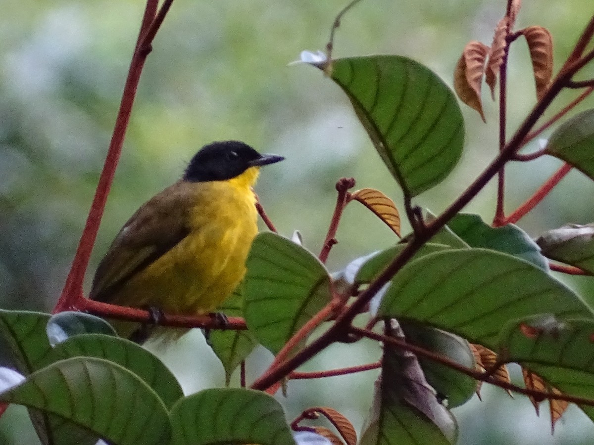 Bulbul à tête noire - ML624068417