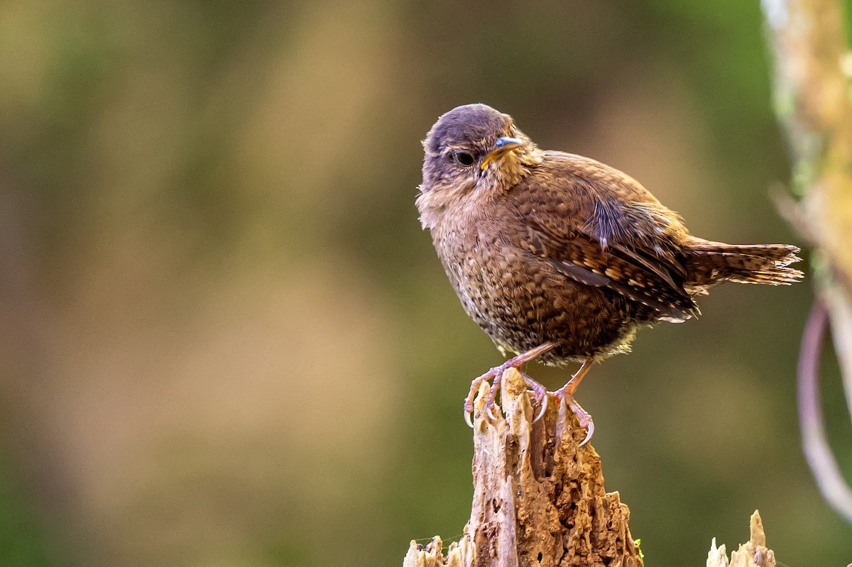 Eurasian Wren - Anonymous