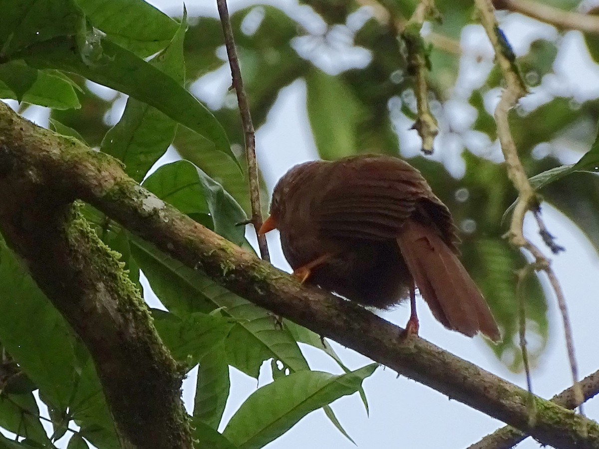 Orange-billed Babbler - ML624068425