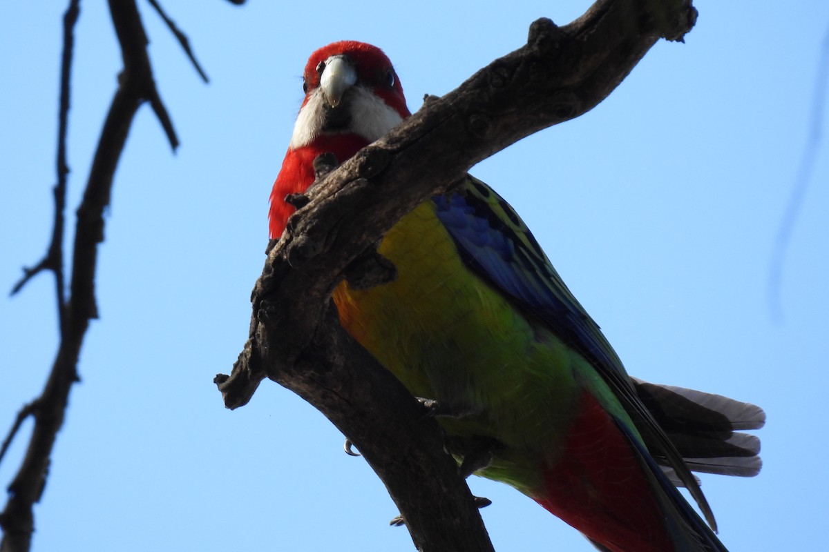 Eastern Rosella - ML624068436