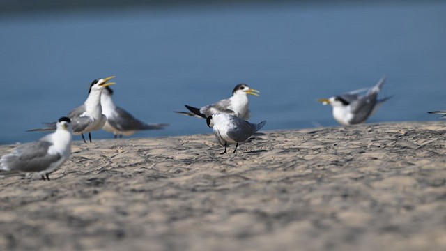 Lesser Crested Tern - ML624068437