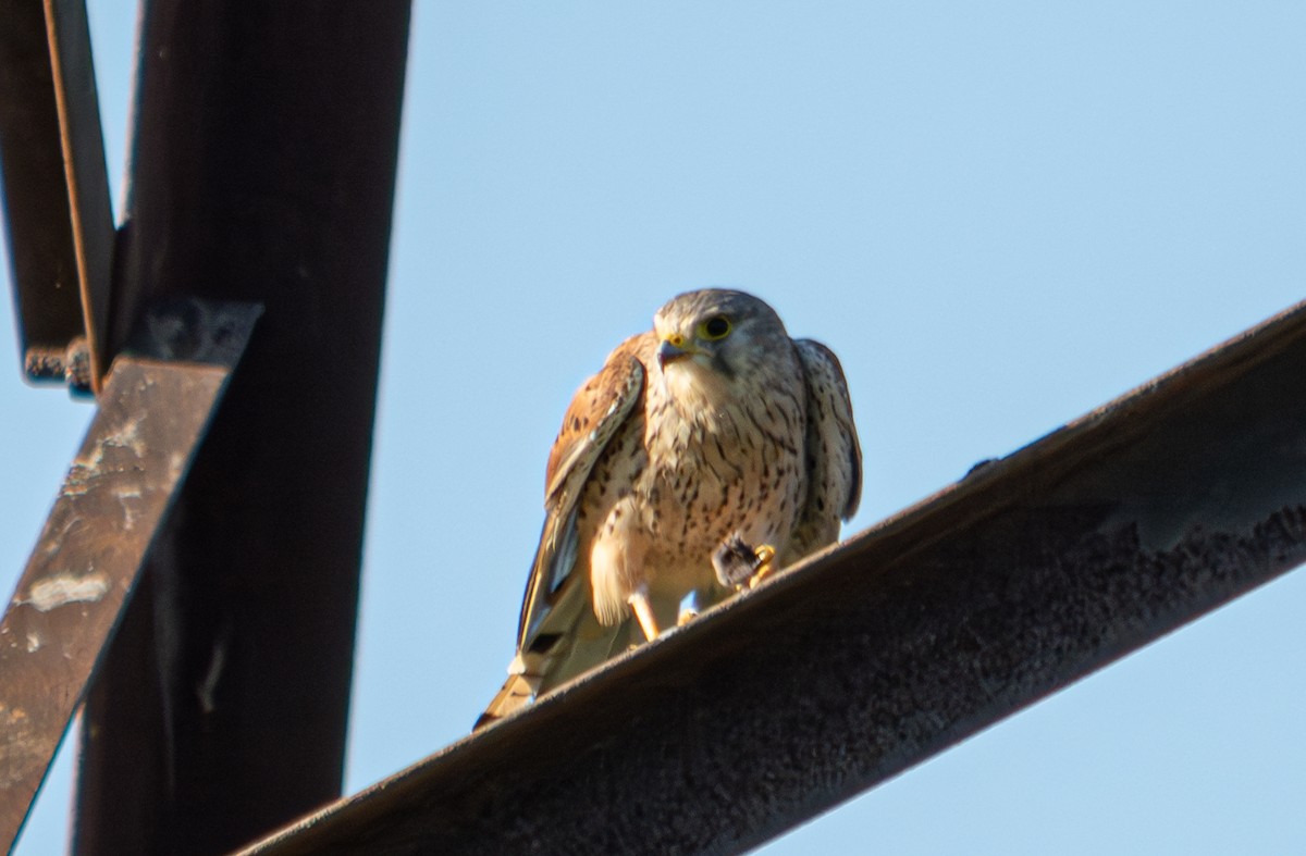 Eurasian Kestrel - ML624068442