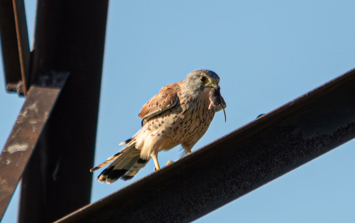 Eurasian Kestrel - ML624068444