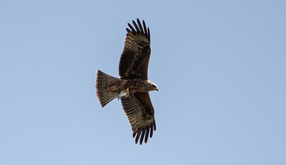 Black Kite - ML624068446