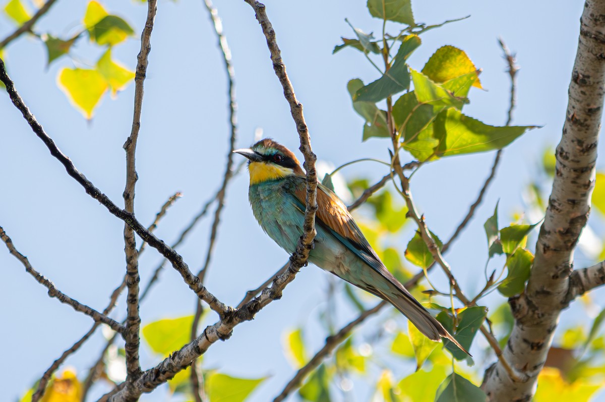 European Bee-eater - ML624068454