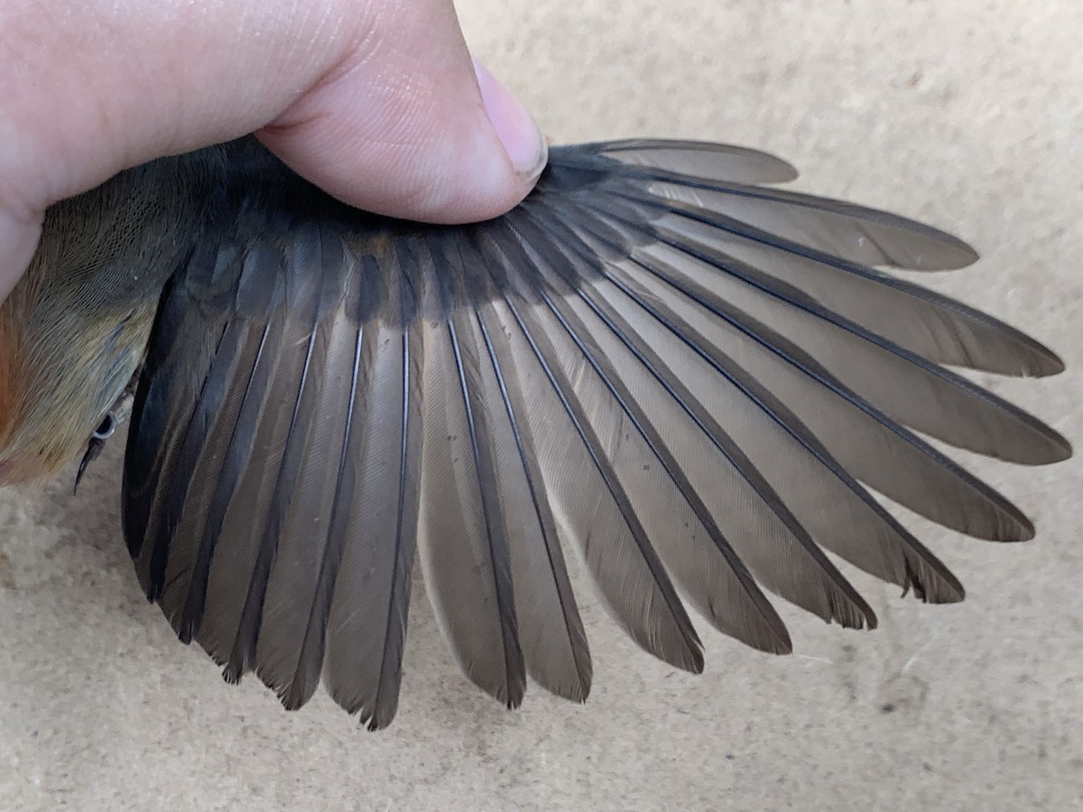 Micronesian Rufous Fantail - Mietron Shahbodaghloo