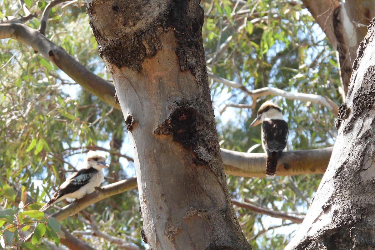 Laughing Kookaburra - ML624068464