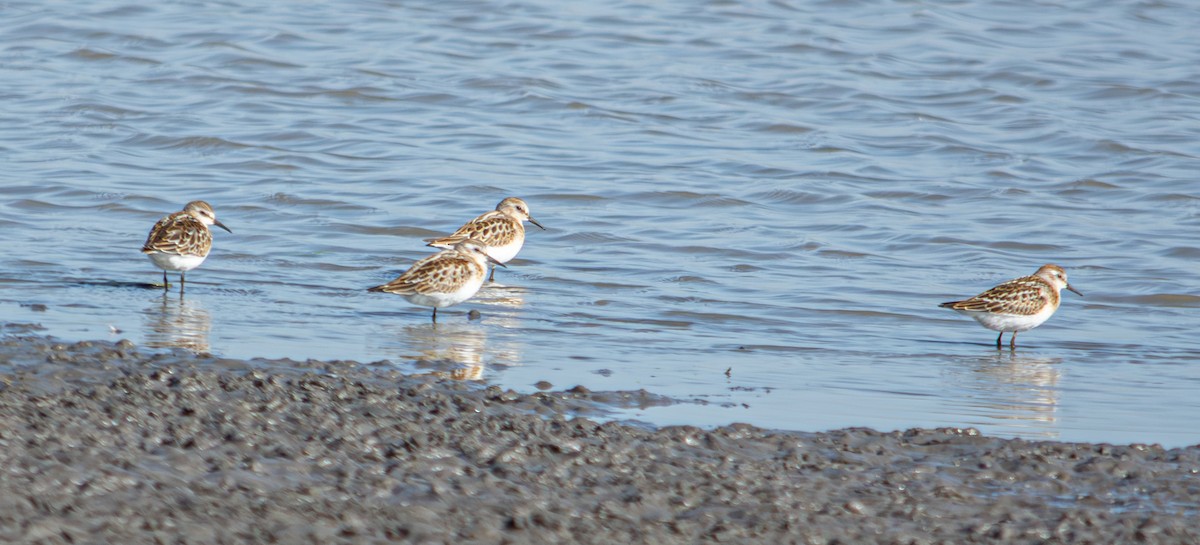 Little Stint - ML624068465