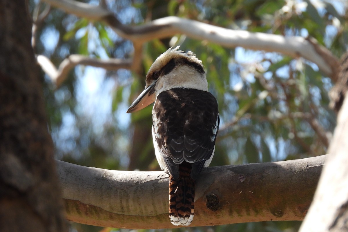 Laughing Kookaburra - ML624068466