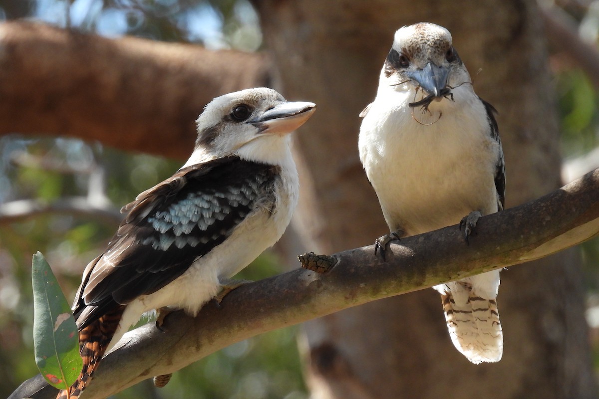 Laughing Kookaburra - ML624068469