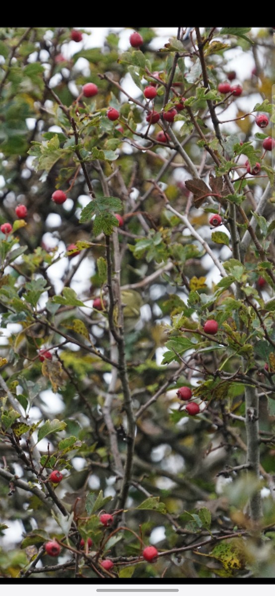 Yellow-browed Warbler - ML624068471