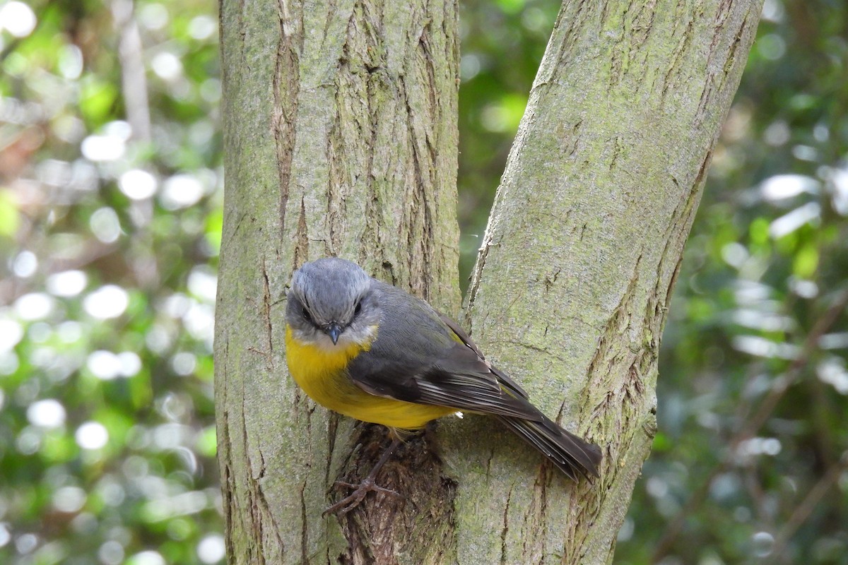 Eastern Yellow Robin - ML624068472