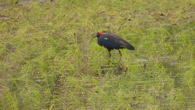 Red-naped Ibis - ML624068473