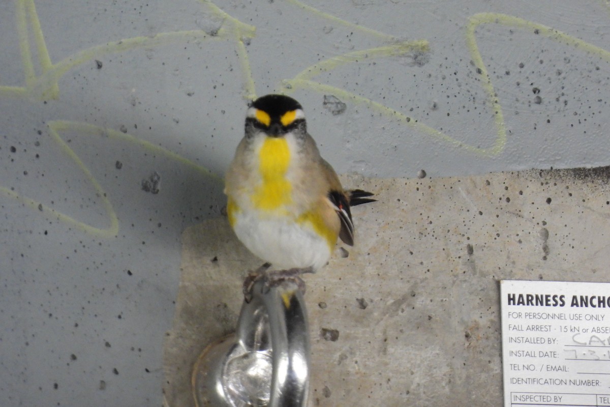 Striated Pardalote - ML624068476