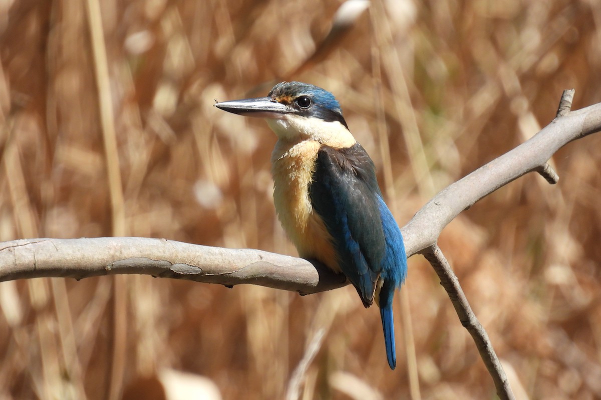 Sacred Kingfisher - ML624068477