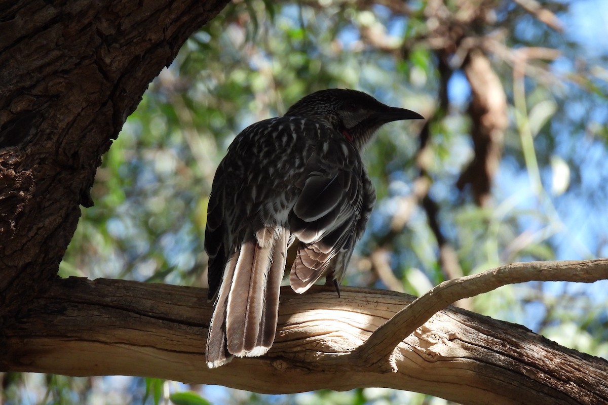 Red Wattlebird - ML624068482