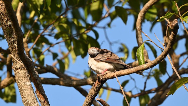 Bar-shouldered Dove - ML624068483