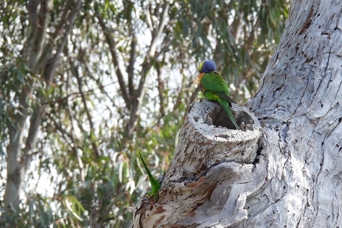 Rainbow Lorikeet - ML624068484