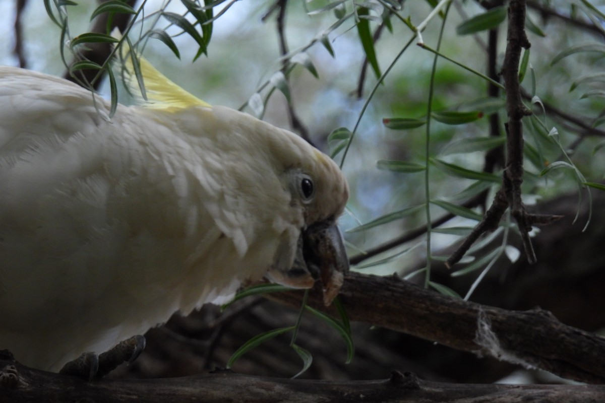 Sulphur-crested Cockatoo - ML624068489