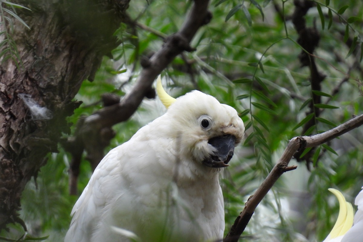 Sulphur-crested Cockatoo - ML624068492