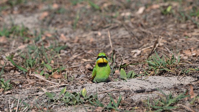 Rainbow Bee-eater - ML624068493