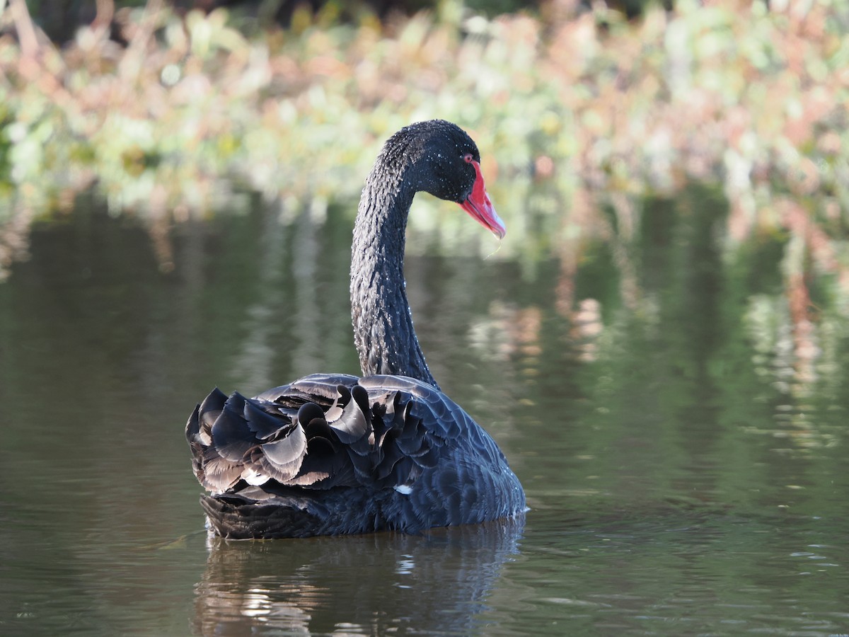 Black Swan - ML624068495