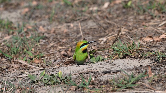 Rainbow Bee-eater - ML624068497