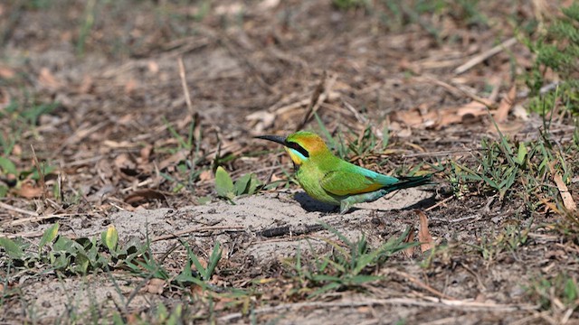 Rainbow Bee-eater - ML624068498