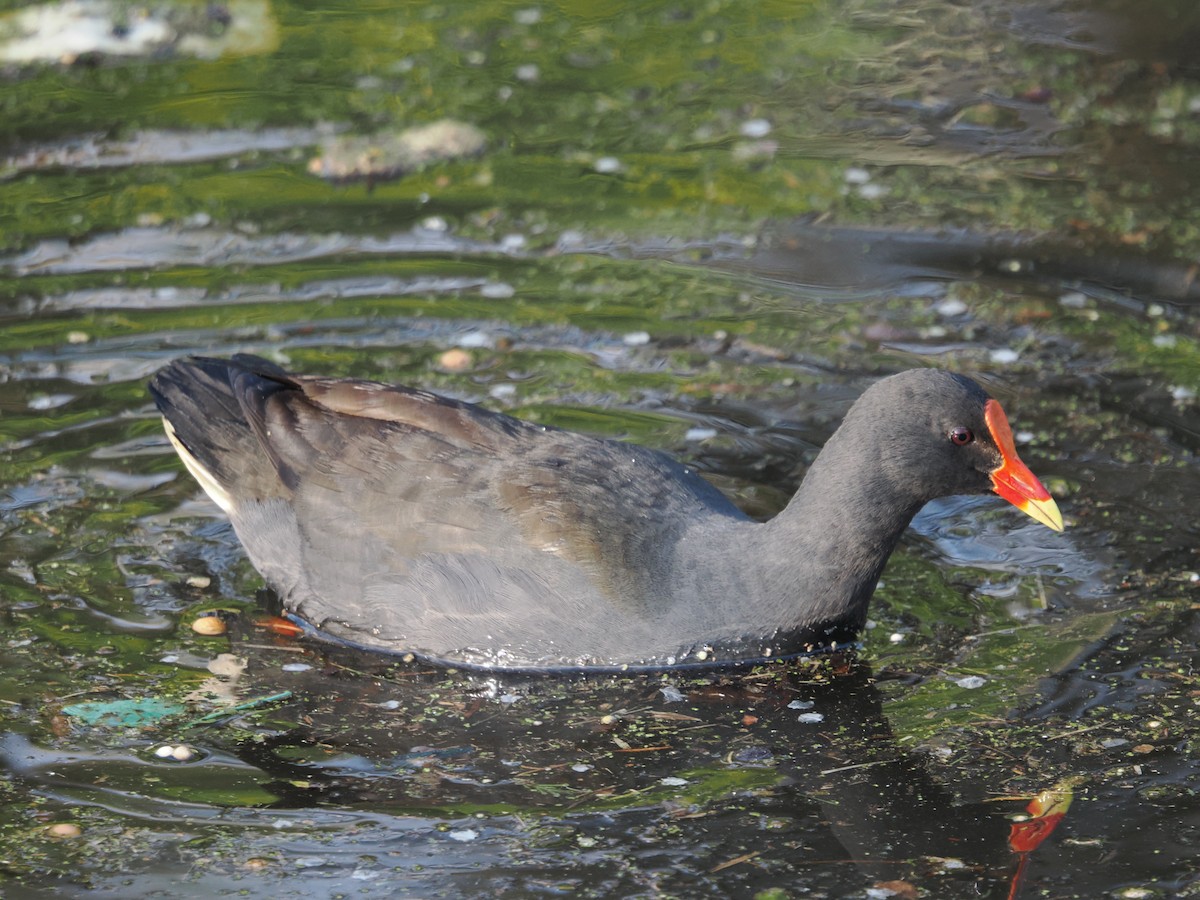 Gallinule sombre - ML624068504