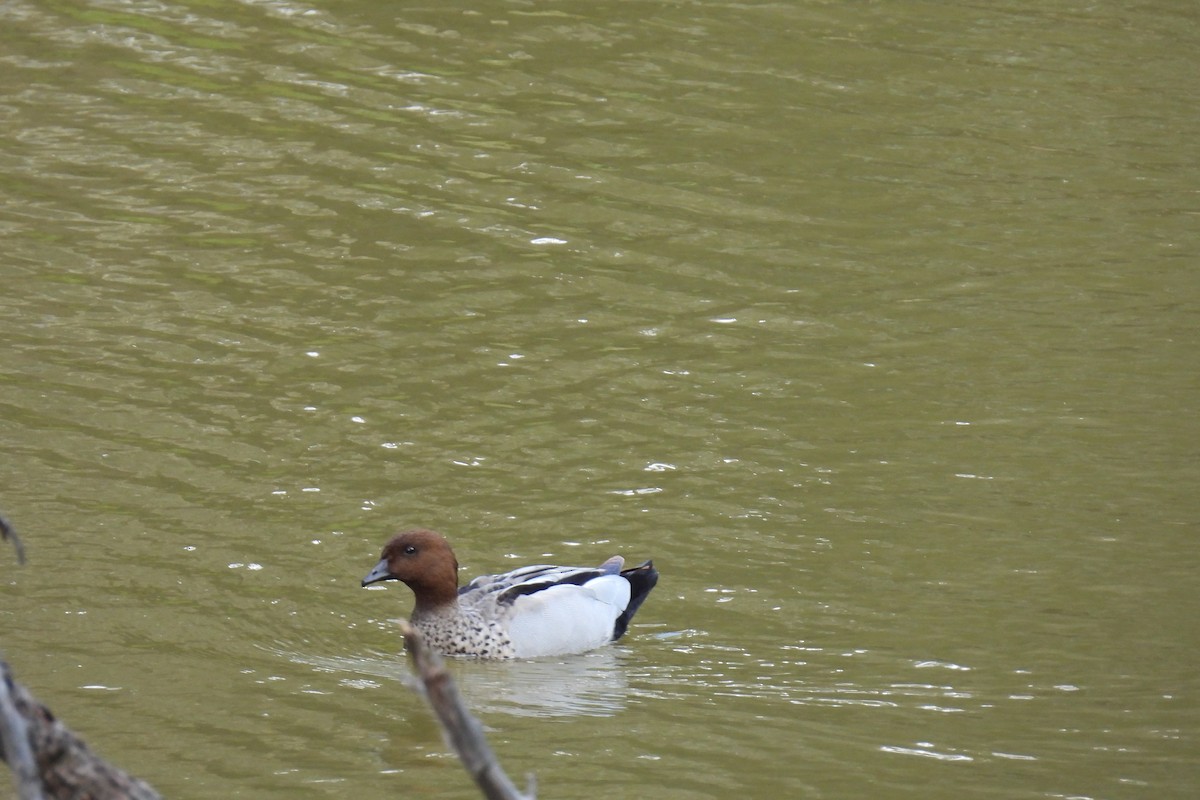 Canard à crinière - ML624068508