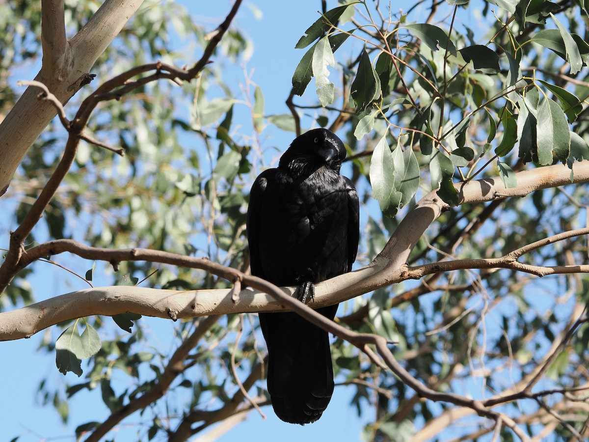 Little Raven - Tony Richards