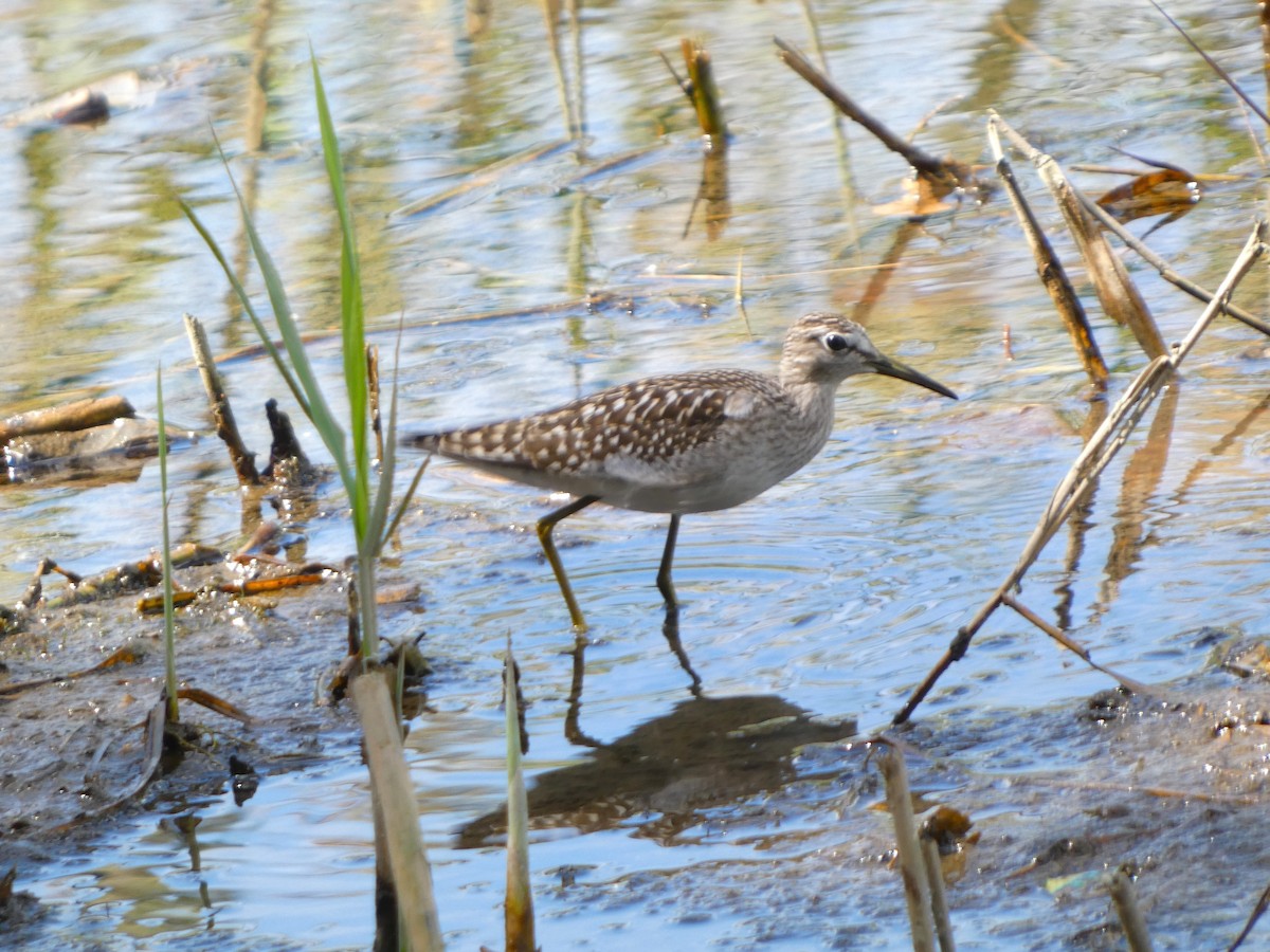 Wood Sandpiper - ML624068513