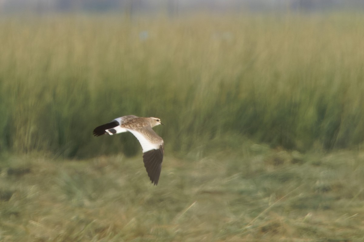 Sociable Lapwing - ML624068521