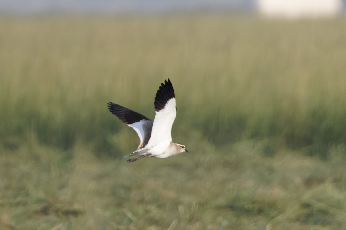 Sociable Lapwing - ML624068523