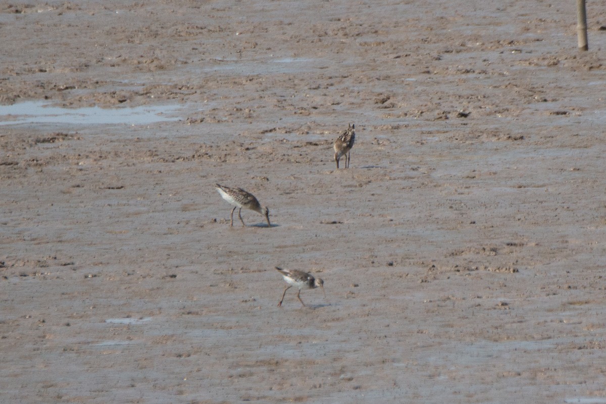 Asian Dowitcher - Shuangqi Liu