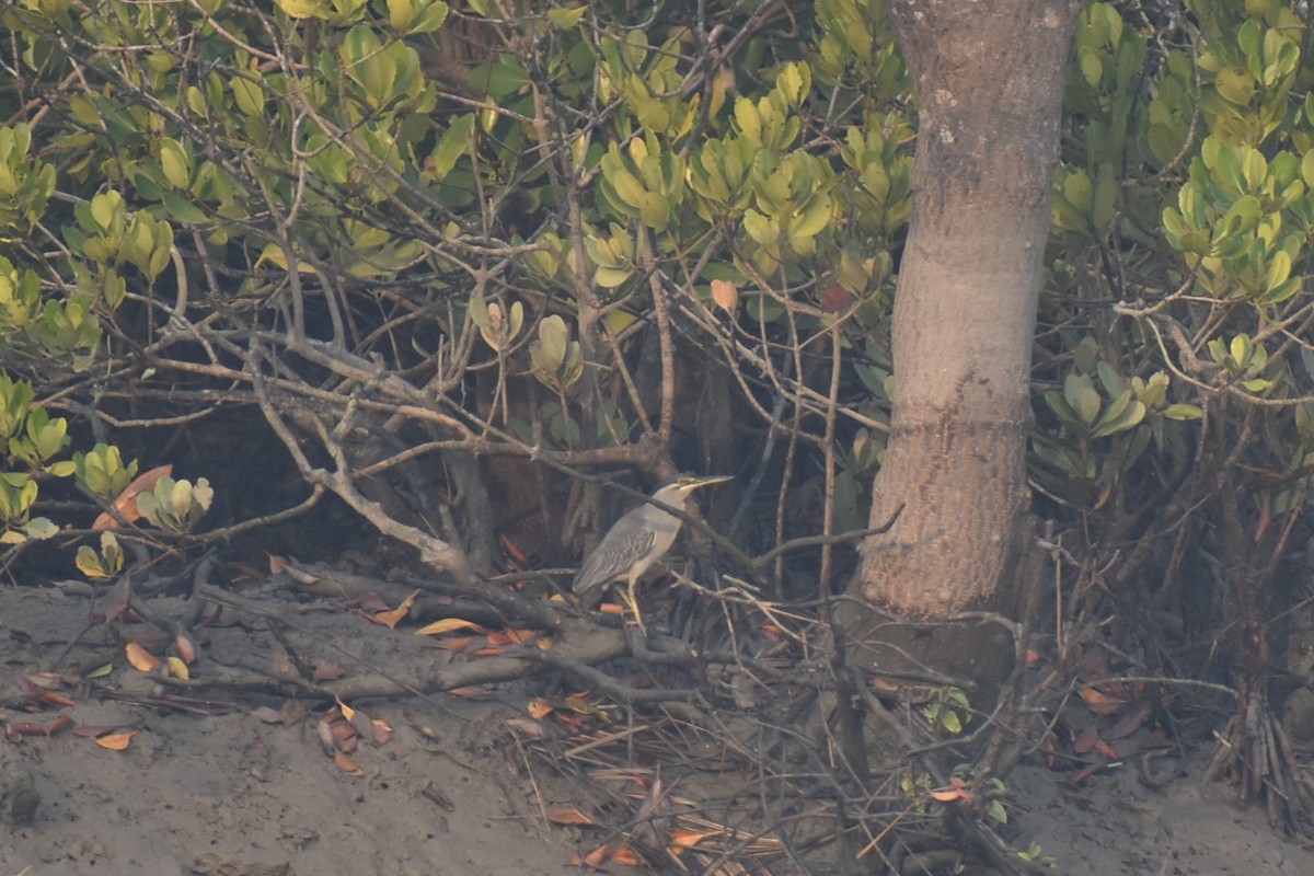 Striated Heron - ML624068529