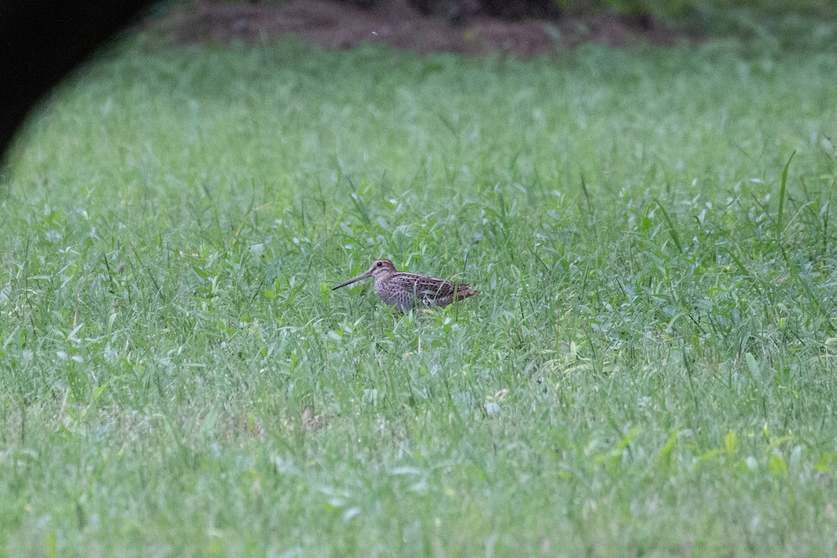 Pin-tailed Snipe - ML624068538