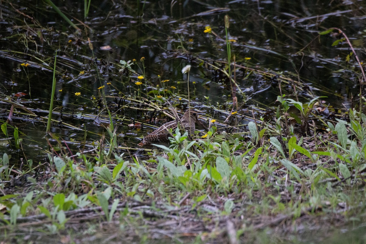 Pin-tailed Snipe - ML624068539