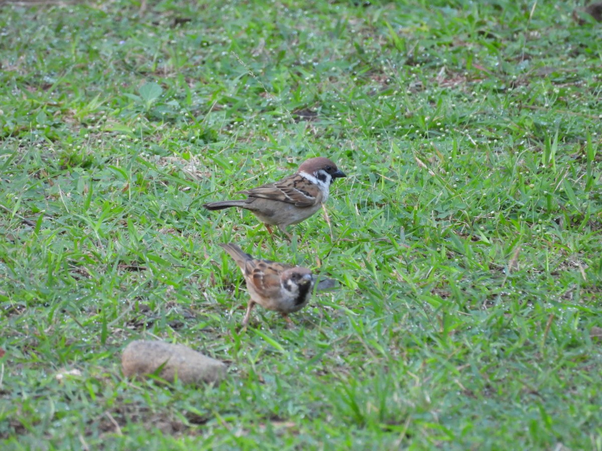 Eurasian Tree Sparrow - ML624068540