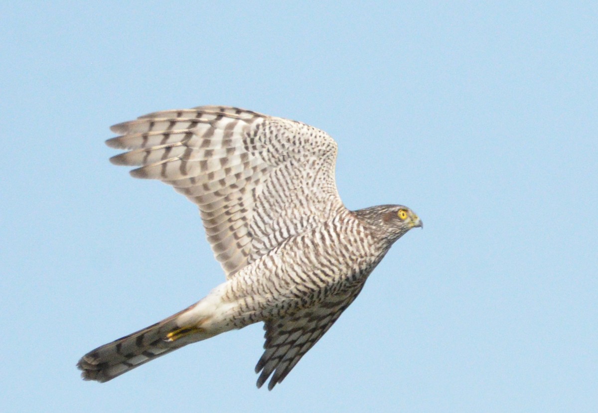 Eurasian Sparrowhawk - ML624068541