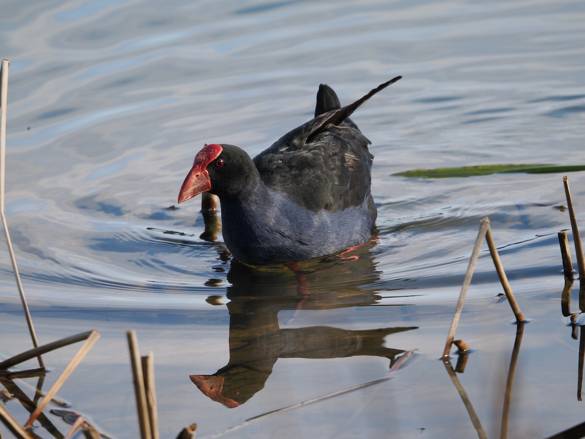 Australasian Swamphen - ML624068543