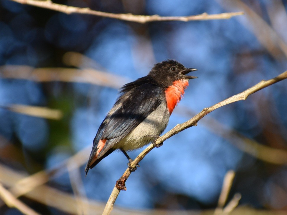 Mistletoebird - ML624068551