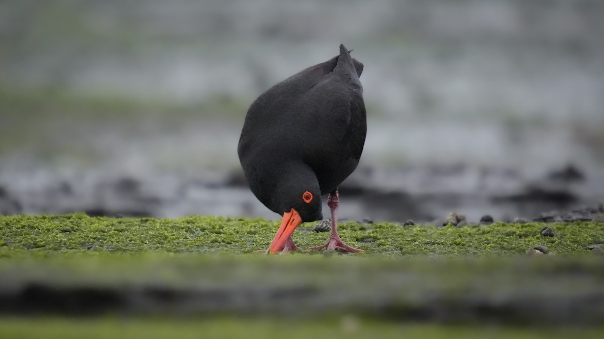 Sooty Oystercatcher - ML624068554