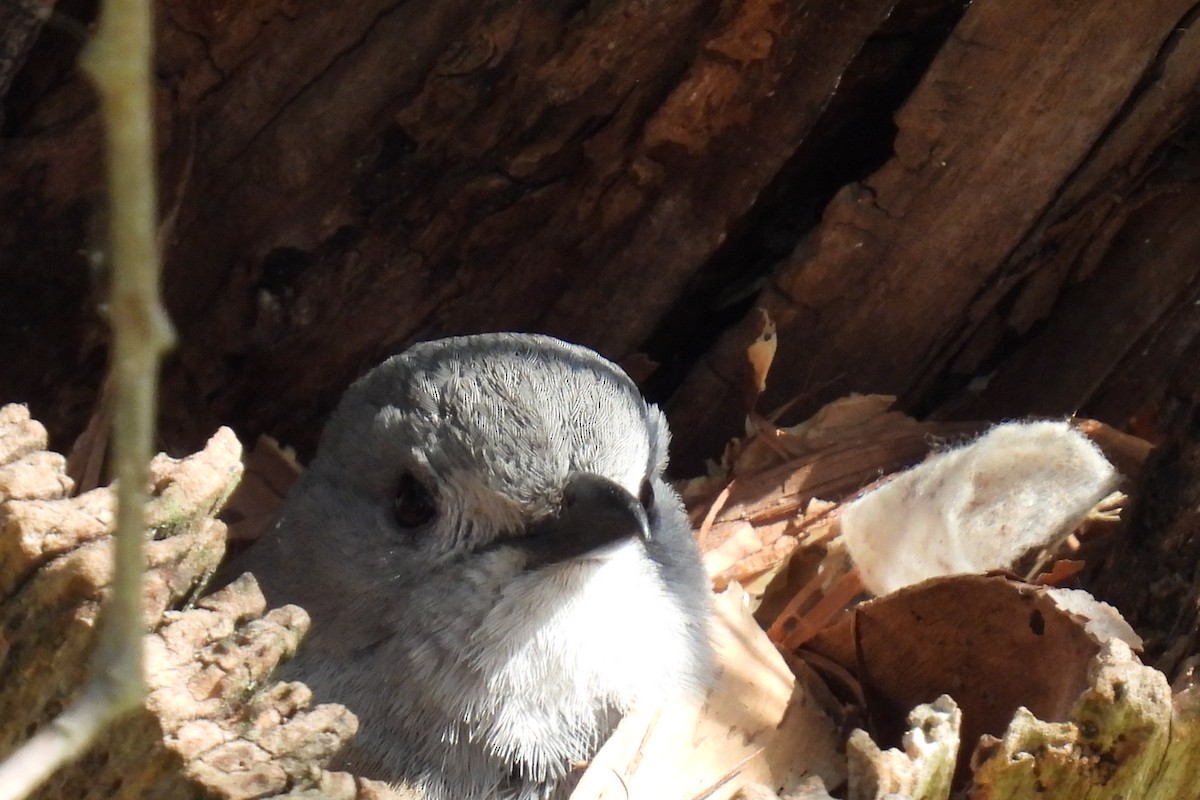 Gray Shrikethrush - ML624068557