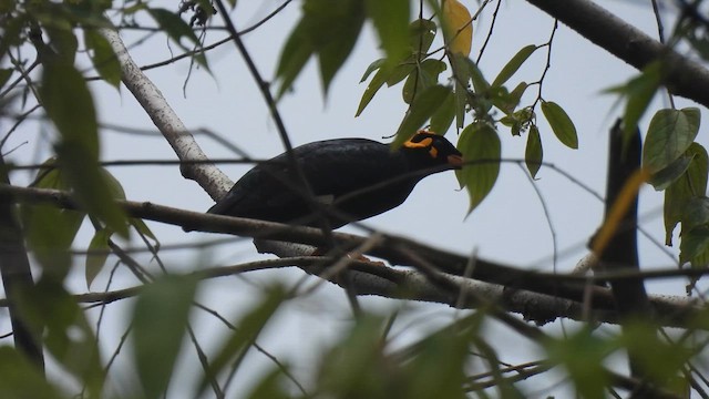 ミナミキュウカンチョウ - ML624068558