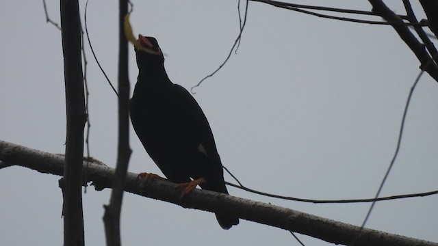 Southern Hill Myna - ML624068561