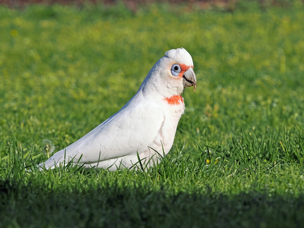 Long-billed Corella - ML624068562