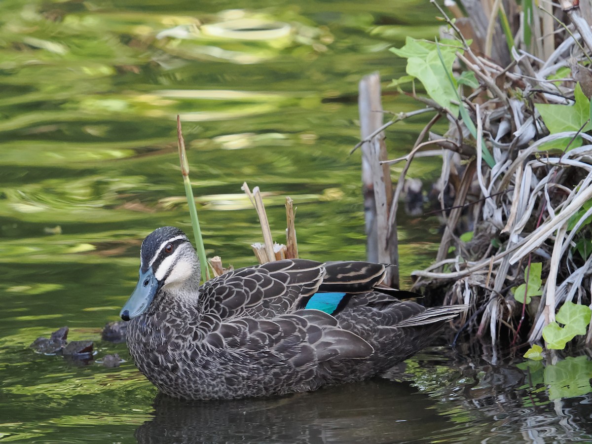 Pacific Black Duck - ML624068564